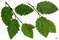 SpeciesSub: subsp. tenuifolia
